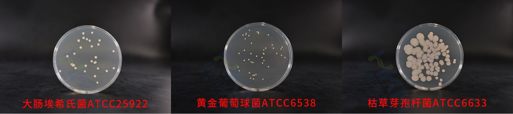 平板計(jì)數(shù)瓊脂(PCA)質(zhì)控菌株生物圖冊(cè)