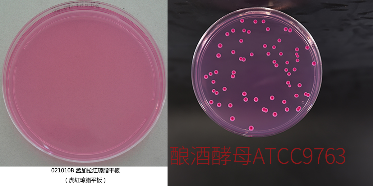 釀酒酵母 ATCC9763