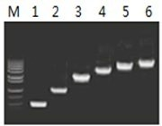 50μl 擴增體系中，以 5ng λDNA 為模板，對 500bp~6.0kb 的擴增結果