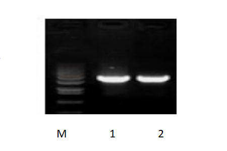 50μl 擴增體系，以 50ng 人基因組DNA 為模板，對 3kb 片段擴增結果。