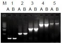 使用普通（A組）及含染料（B組）的2×Taq Master Mix配制的50μl擴(kuò)增體系，以5ng λDNA為模板， 對500bp～6.0kb片段的擴(kuò)增結(jié)果