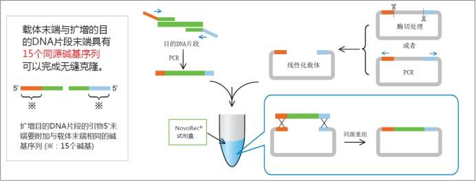 plus One step PCR Cloning Kit反應原理