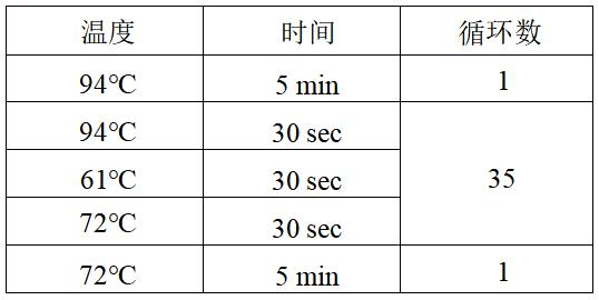 克羅諾桿菌 PCR 檢測試劑盒反應程序