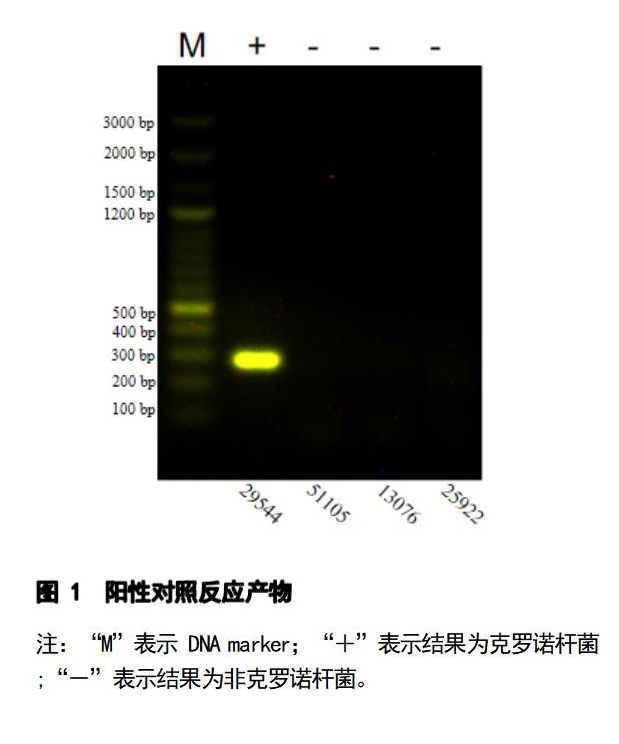 克羅諾桿菌 PCR 檢測試劑盒結果判讀