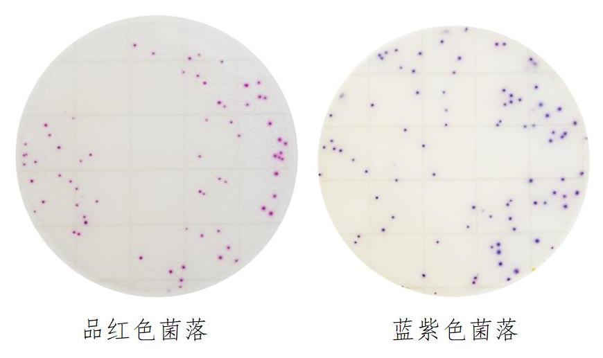 金黃色葡萄球菌確認反應(yīng)片判讀圖解